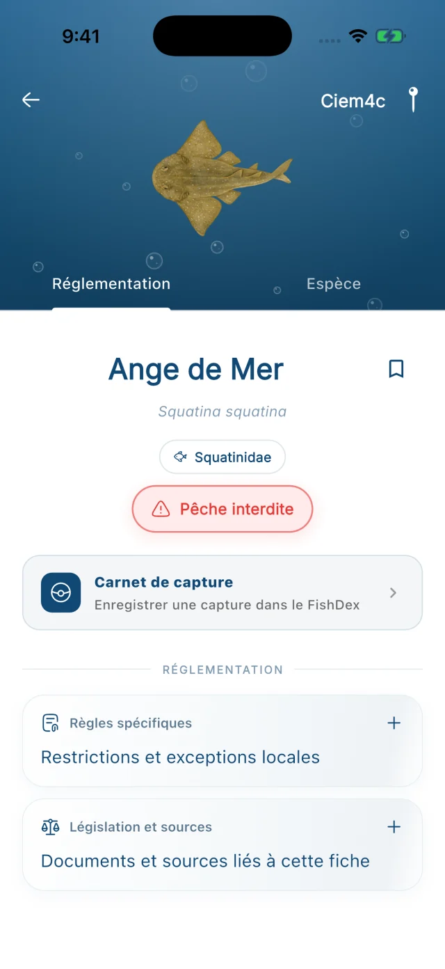 Fiche actuelle de l'ange de mer et statut de pêche interdite